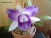 Lc. Cariad's Mini-Quinee 'Angel Kiss'